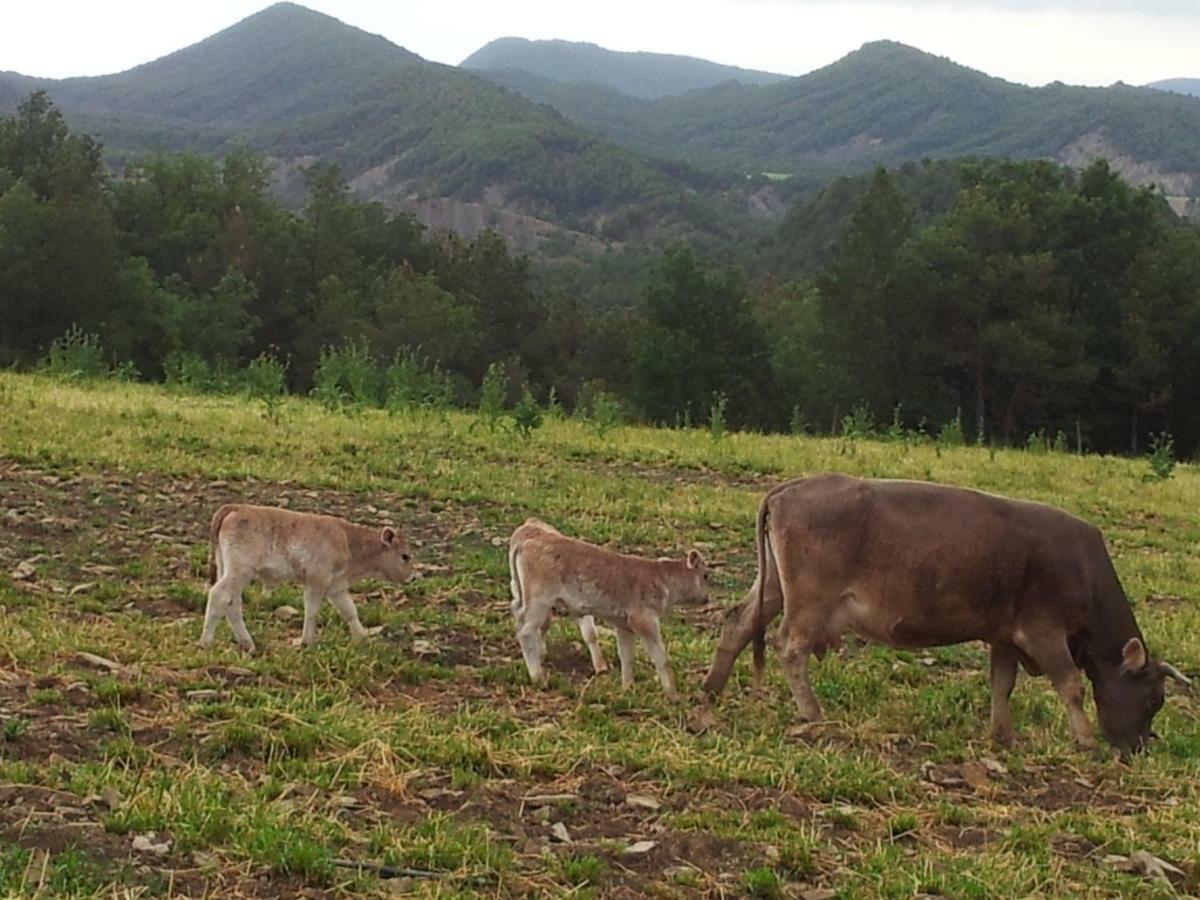 Hostal Casa Encuentra, en el Pirineo al lado de Ainsa El Pueyo de Araguás Exterior foto